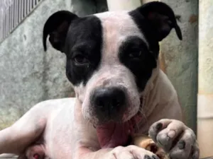 Cachorro raça Pit-Bull idade 3 anos nome Zeus