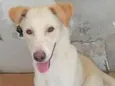 Zig