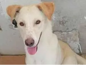Cachorro raça SRD-ViraLata idade 7 a 11 meses nome Zig
