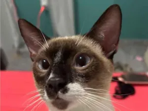 Gato raça SRD-ViraLata idade 2 anos nome Afonso