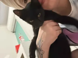 Gato raça SRD-ViraLata idade 1 ano nome Jhonny