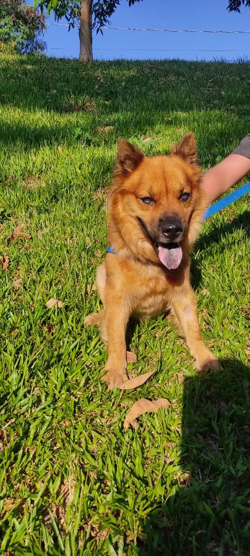 Cachorro raça SRD-ViraLata idade 6 ou mais anos nome Luck