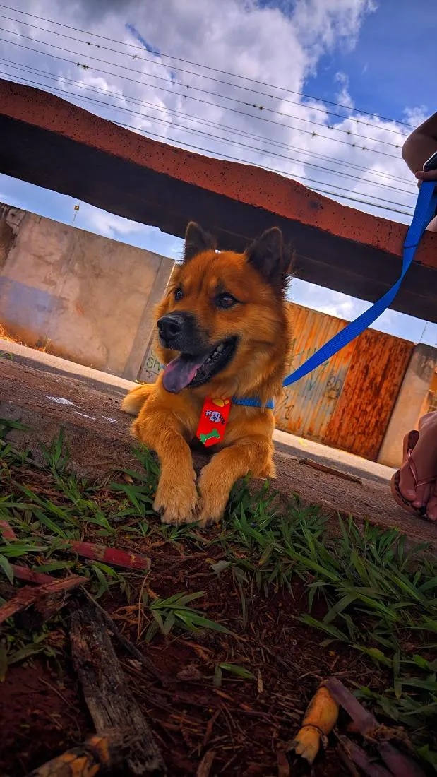 Cachorro raça SRD-ViraLata idade 6 ou mais anos nome Luck