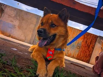 Cachorro raça SRD-ViraLata idade 6 ou mais anos nome Luck