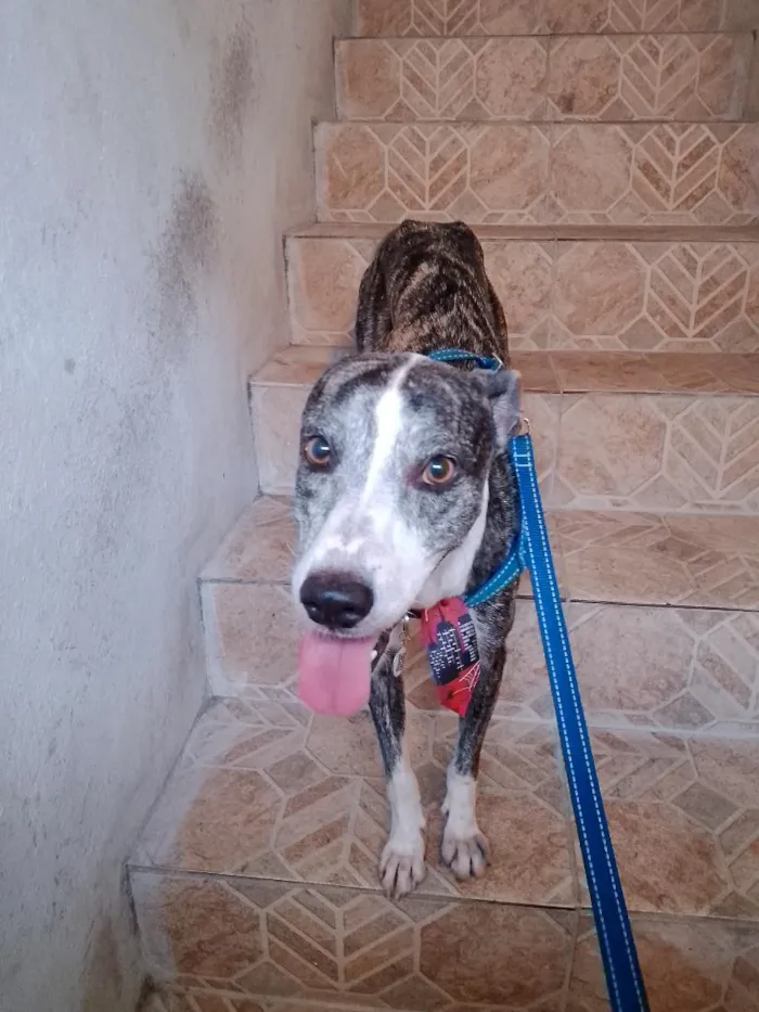 Cachorro raça SRD-ViraLata idade 4 anos nome Marley 