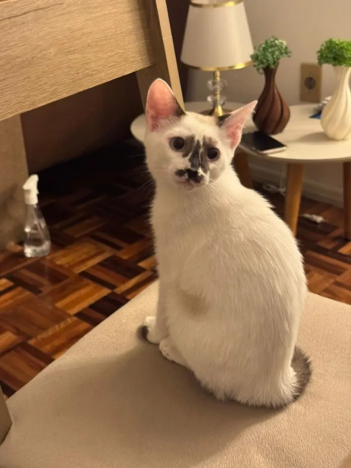 Gato raça SRD-ViraLata idade 2 a 6 meses nome Cindy