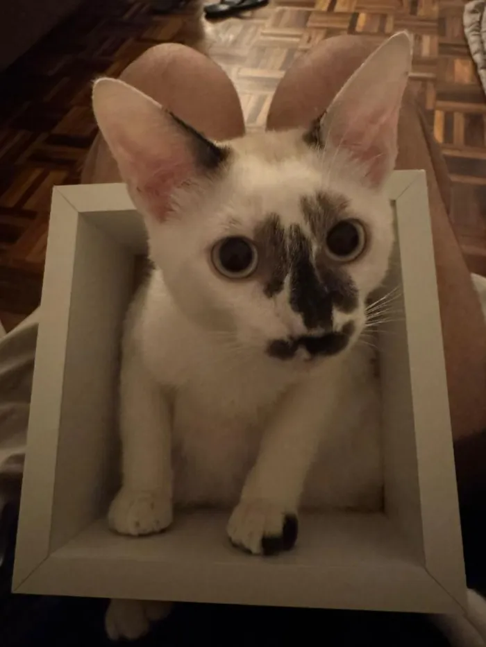 Gato raça SRD-ViraLata idade 2 a 6 meses nome Cindy