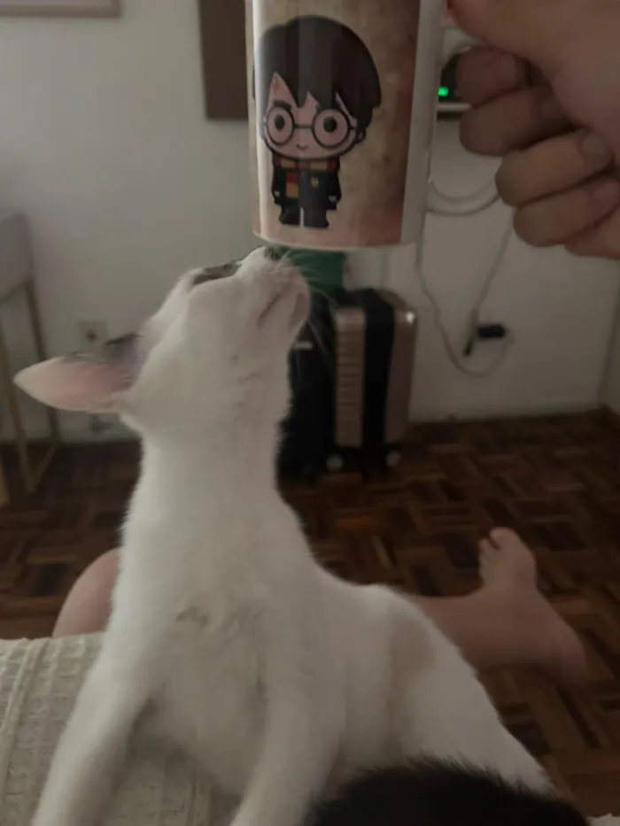 Gato raça SRD-ViraLata idade 2 a 6 meses nome Cindy