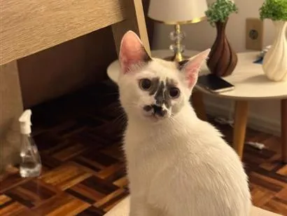 Gato raça SRD-ViraLata idade 2 a 6 meses nome Cindy