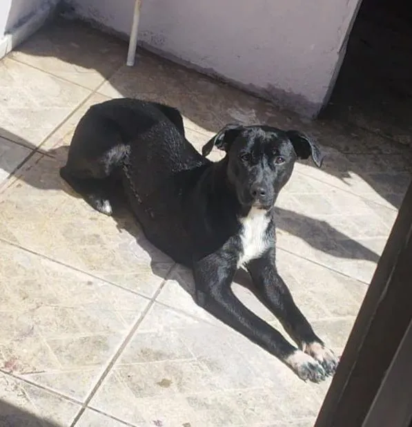 Cachorro raça SRD-ViraLata idade 1 ano nome Malévola