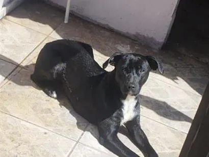 Cachorro raça SRD-ViraLata idade 1 ano nome Malévola