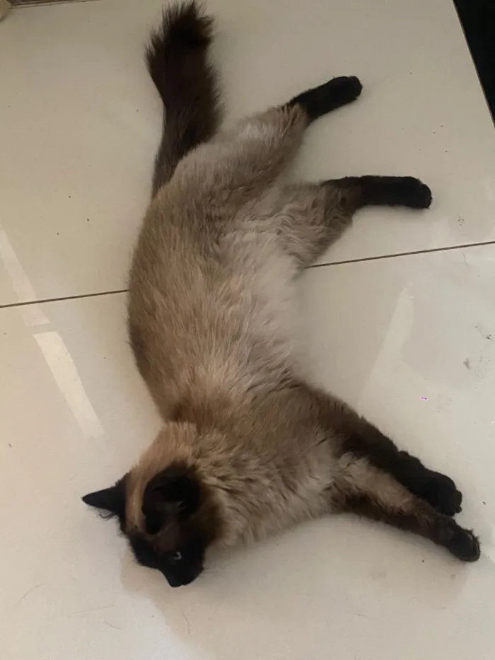 Gato raça Siamês idade 1 ano nome Luna