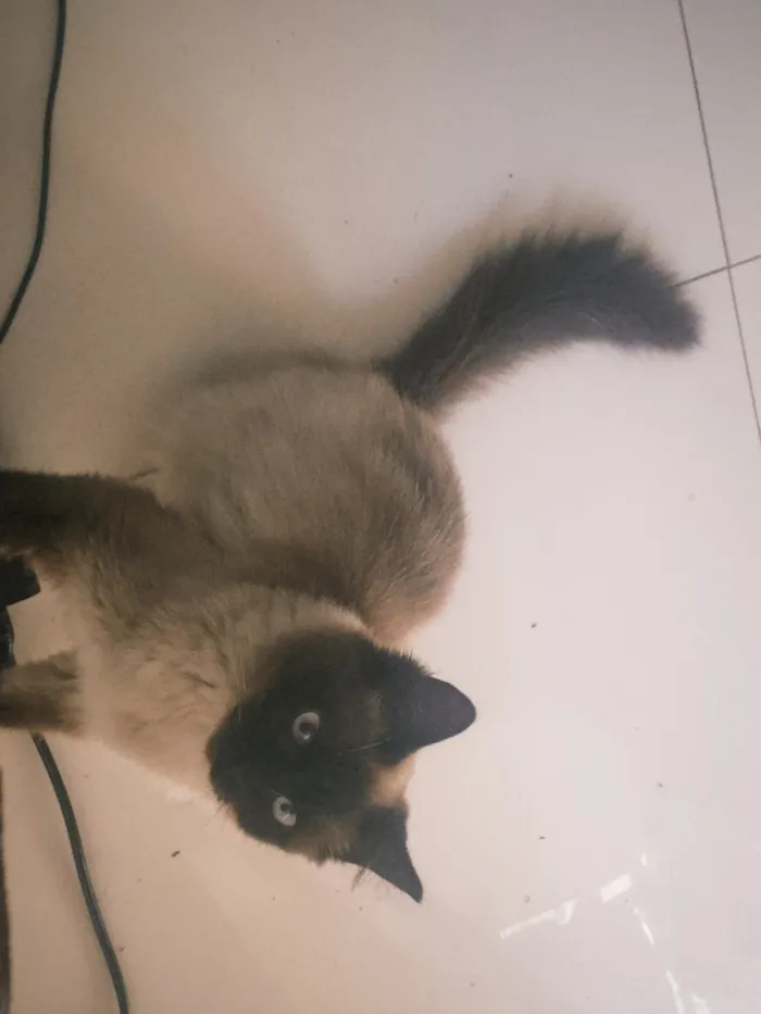Gato raça Siamês idade 1 ano nome Luna