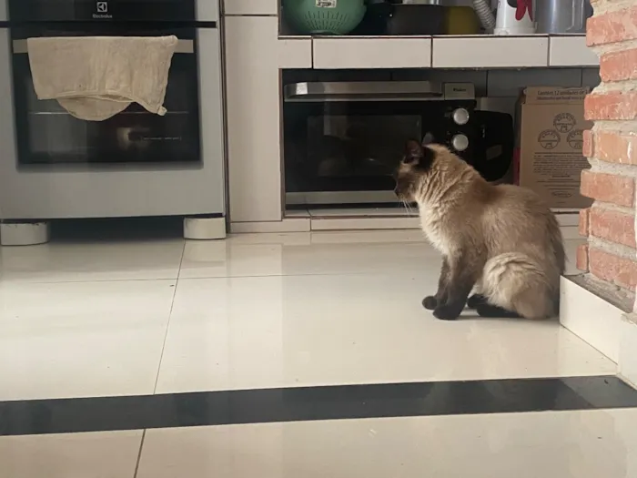 Gato raça Siamês idade 1 ano nome Luna