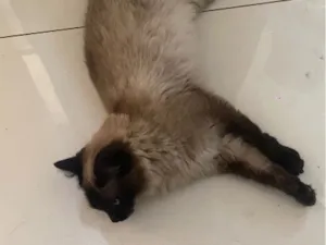 Gato raça Siamês idade 1 ano nome Luna