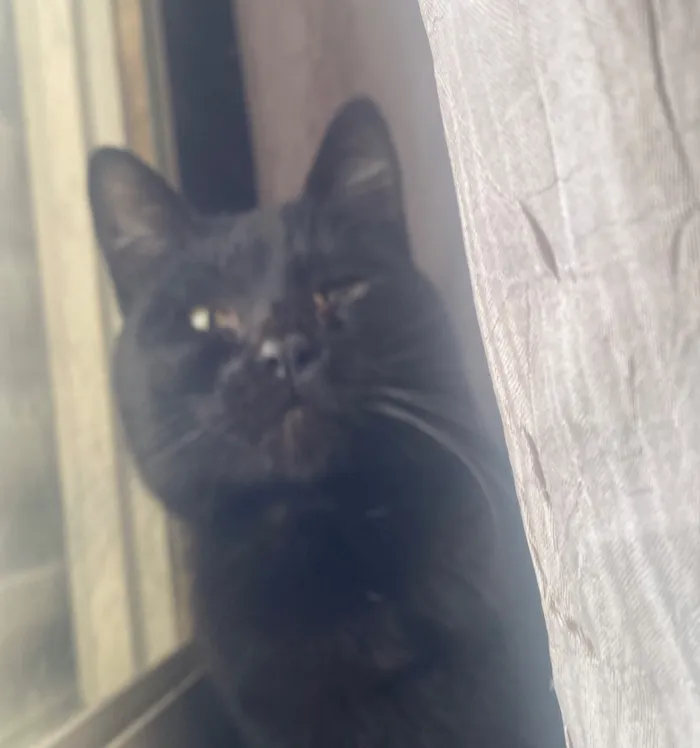 Gato raça SRD-ViraLata idade 1 ano nome Sem nome 