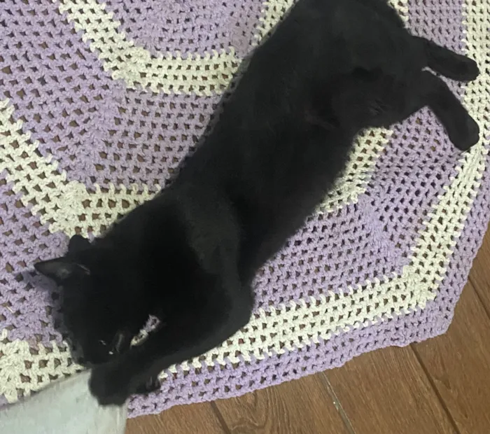 Gato raça SRD-ViraLata idade 1 ano nome Sem nome 