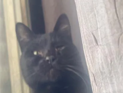 Gato raça SRD-ViraLata idade 1 ano nome Sem nome 