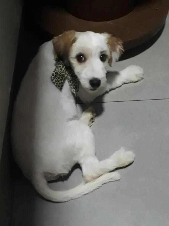 Cachorro raça SRD-ViraLata idade 2 a 6 meses nome Sol