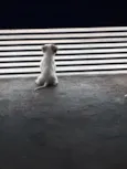 Sol