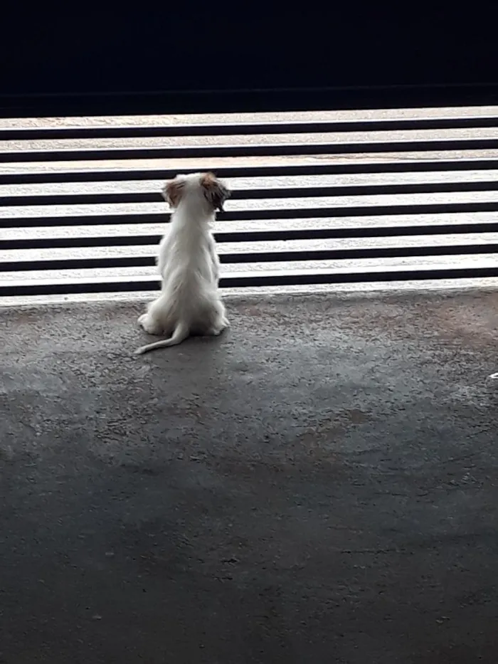 Cachorro raça SRD-ViraLata idade 2 a 6 meses nome Sol