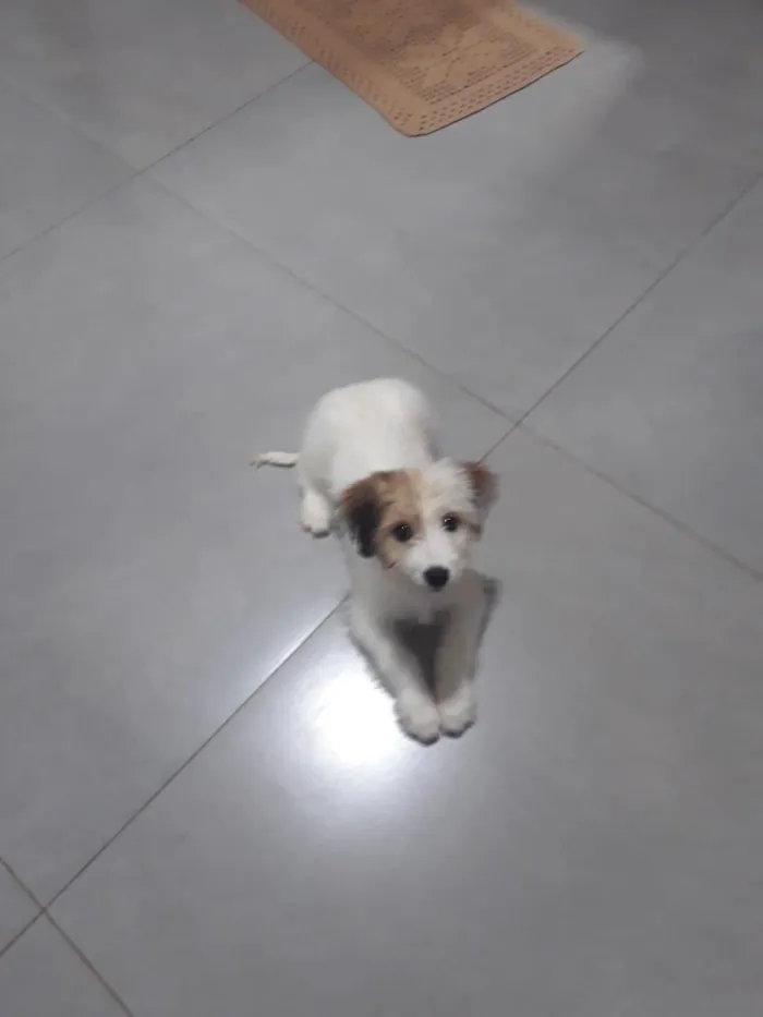 Cachorro raça SRD-ViraLata idade 2 a 6 meses nome Sol