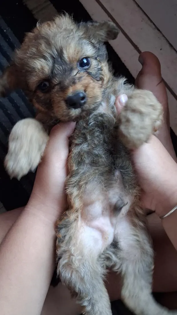 Cachorro raça SRD-ViraLata idade Abaixo de 2 meses nome capuccino