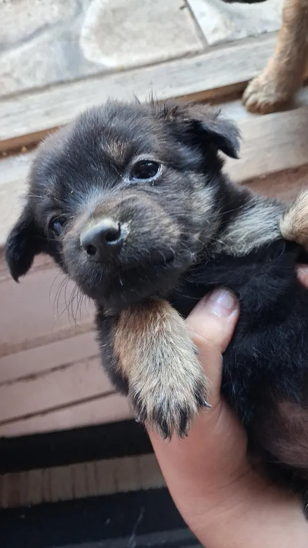 Cachorro raça SRD-ViraLata idade Abaixo de 2 meses nome capuccino