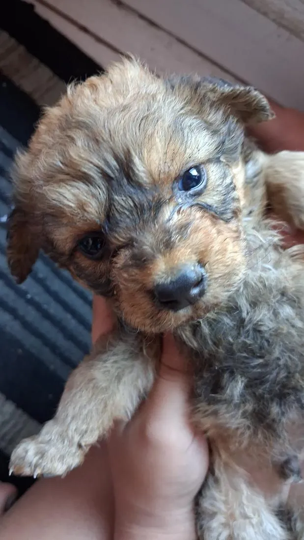 Cachorro raça SRD-ViraLata idade Abaixo de 2 meses nome capuccino
