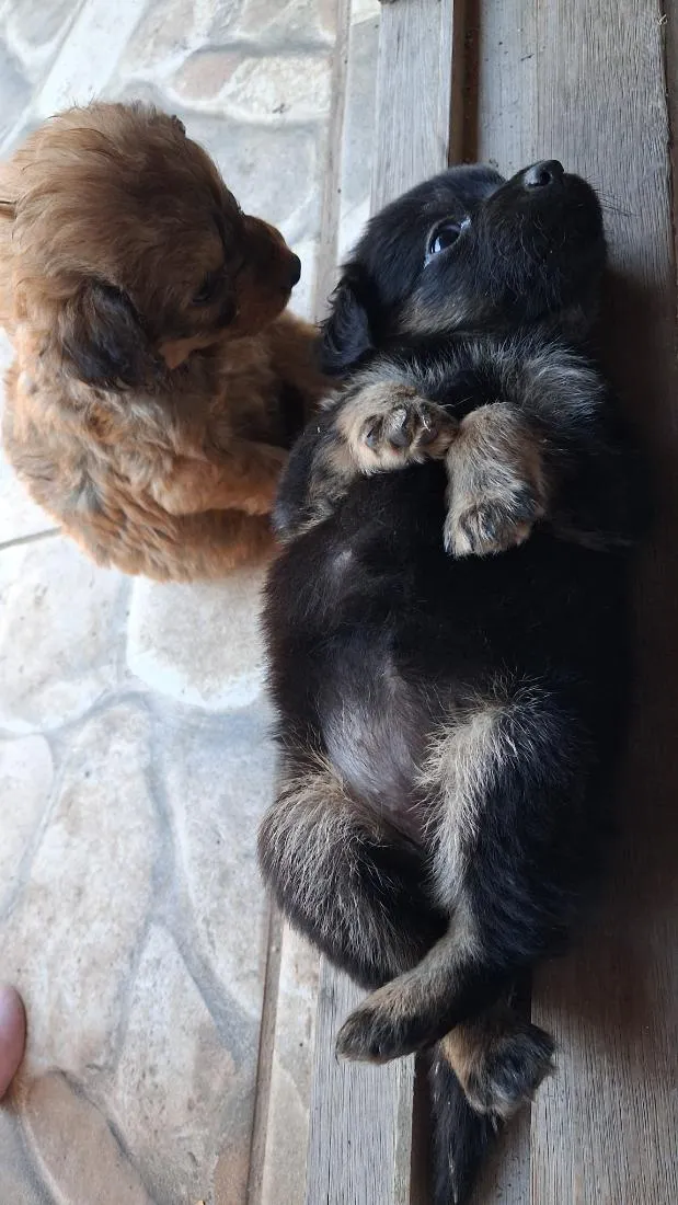 Cachorro raça SRD-ViraLata idade Abaixo de 2 meses nome capuccino