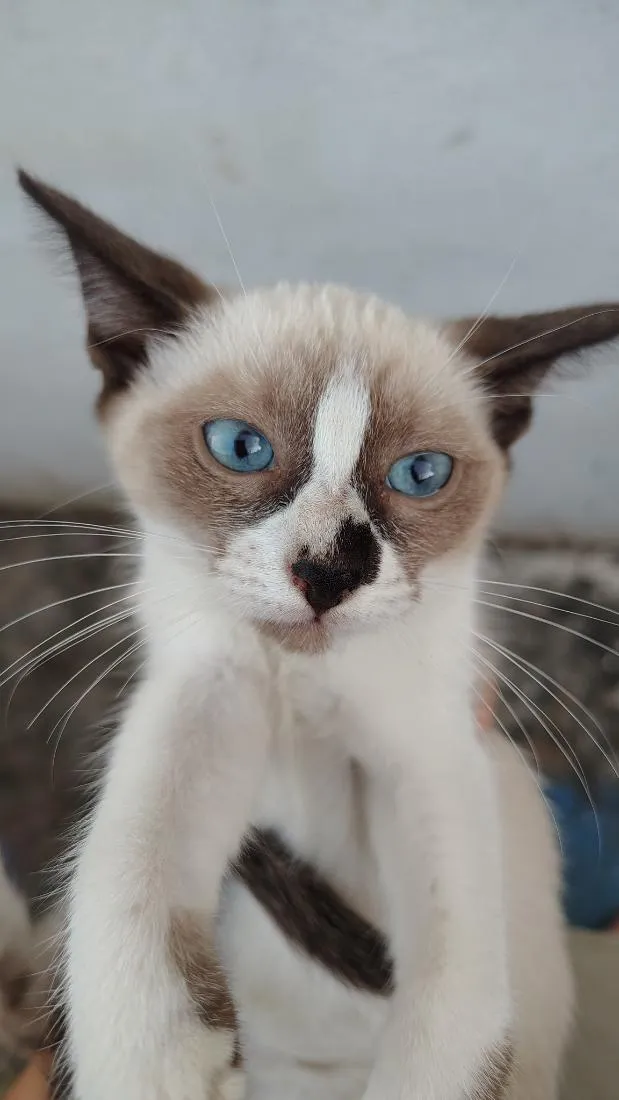 Gato raça SRD-ViraLata idade 2 a 6 meses nome sem nome