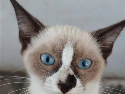Gato raça SRD-ViraLata idade 2 a 6 meses nome sem nome