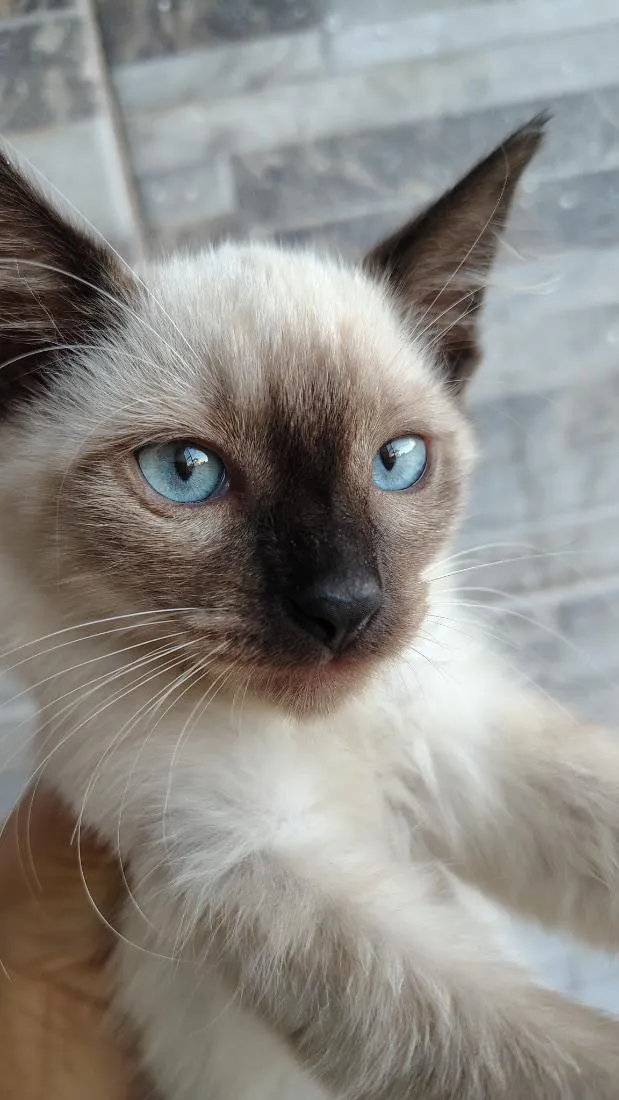 Gato raça SRD-ViraLata idade 2 a 6 meses nome sem nome