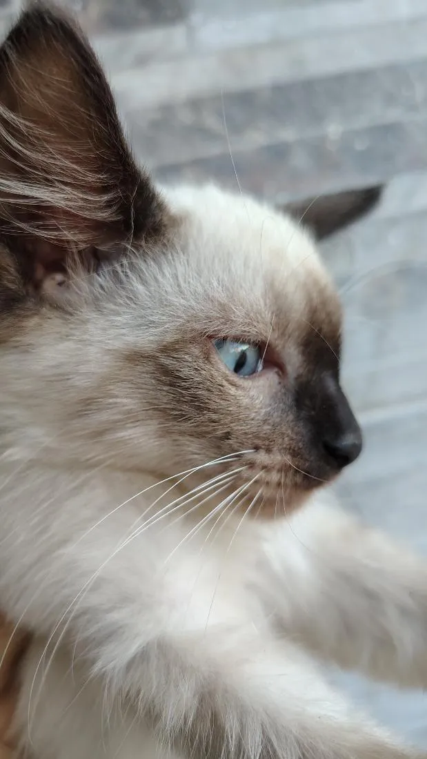 Gato raça SRD-ViraLata idade 2 a 6 meses nome sem nome