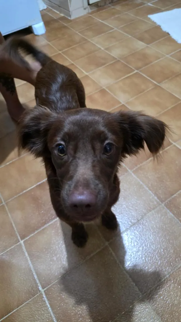 Cachorro raça SRD-ViraLata idade 2 a 6 meses nome Tito