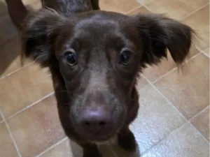 Cachorro raça SRD-ViraLata idade 2 a 6 meses nome Tito