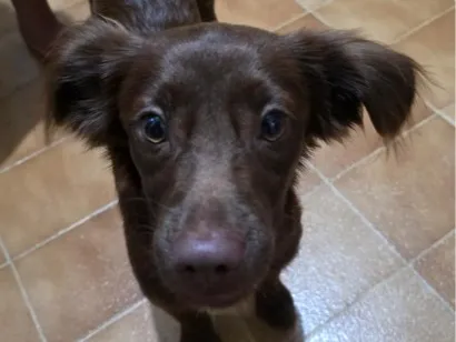 Cachorro raça SRD-ViraLata idade 2 a 6 meses nome Tito