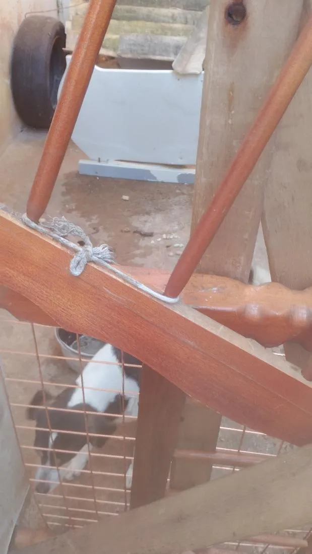 Cachorro raça SRD-ViraLata idade 6 ou mais anos nome dreij