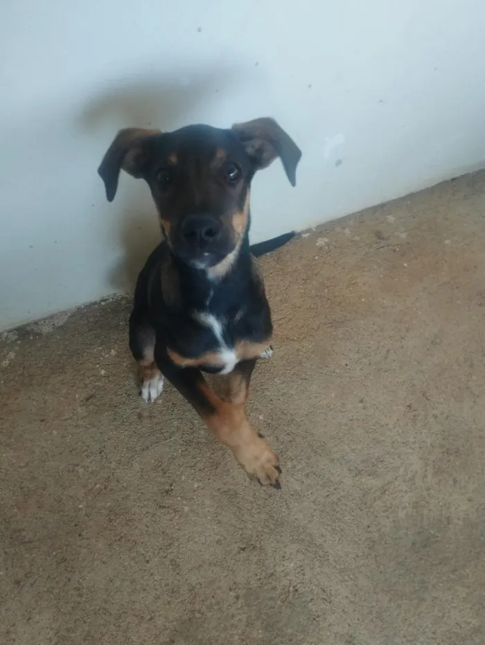 Cachorro raça SRD-ViraLata idade 2 a 6 meses nome Baster