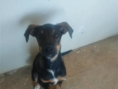 Cachorro raça SRD-ViraLata idade 2 a 6 meses nome Baster