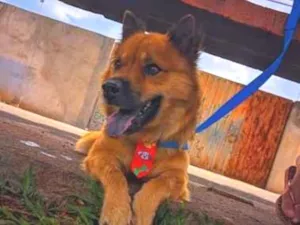 Cachorro raça SRD-ViraLata idade 6 ou mais anos nome Luck