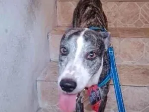 Cachorro raça SRD-ViraLata idade 4 anos nome Marley 