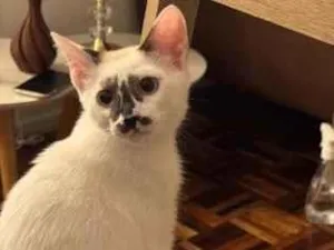 Gato raça SRD-ViraLata idade 2 a 6 meses nome Cindy
