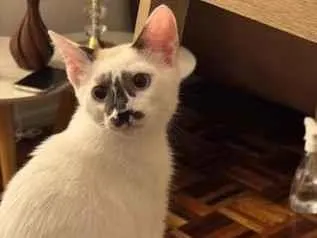 Gato raça SRD-ViraLata idade 2 a 6 meses nome Cindy