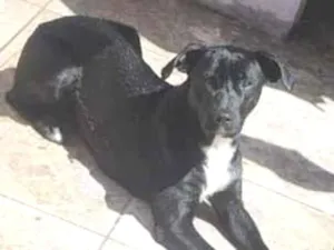 Cachorro raça SRD-ViraLata idade 1 ano nome Malévola
