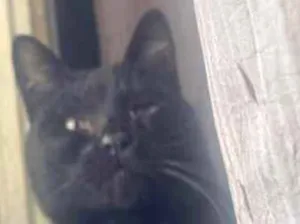 Gato raça SRD-ViraLata idade 1 ano nome Sem nome 