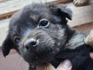 Cachorro raça SRD-ViraLata idade Abaixo de 2 meses nome capuccino