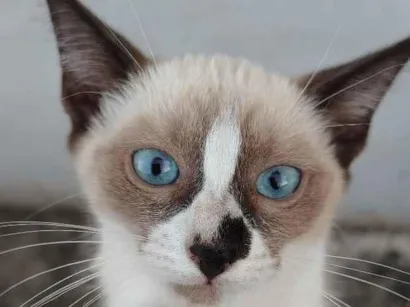 Gato raça SRD-ViraLata idade 2 a 6 meses nome sem nome