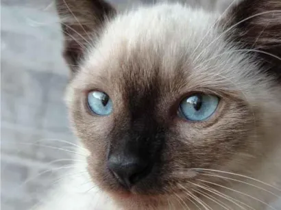 Gato raça SRD-ViraLata idade 2 a 6 meses nome sem nome