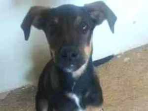 Cachorro raça SRD-ViraLata idade 2 a 6 meses nome Baster